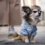 Pets pequenos, personalidade gigante: por que cães e gatos de portes menores parecem mais “corajosos”?