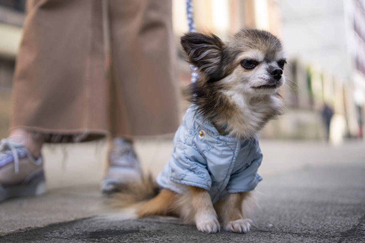 Pets pequenos, personalidade gigante: por que cães e gatos de portes menores parecem mais “corajosos”?