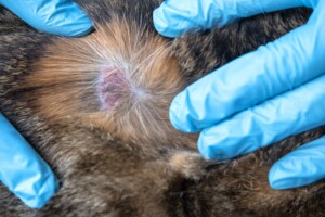 Sarna canina: prevenção e diagnóstico precoce são essenciais para proteger a saúde dos cães