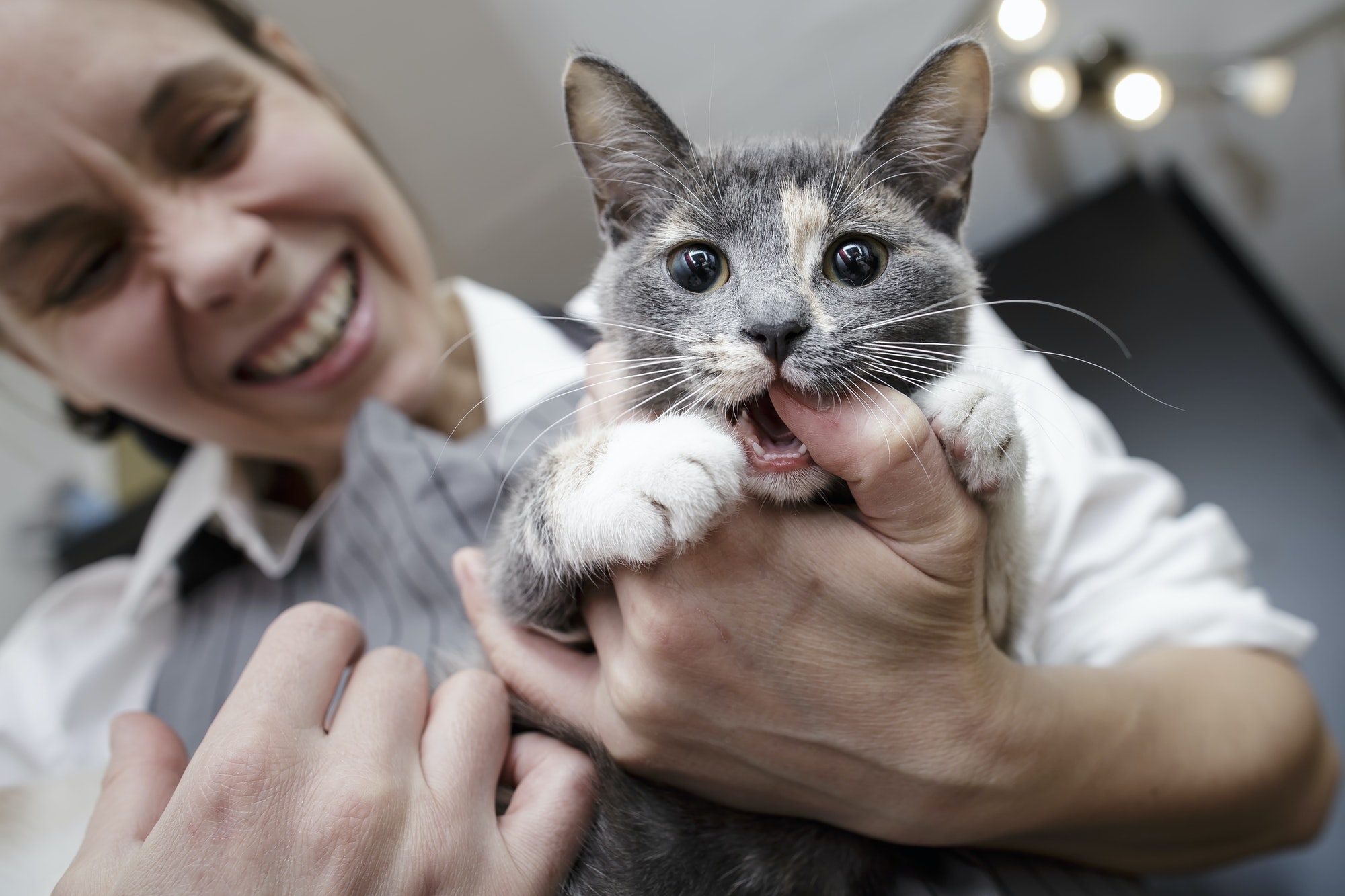 Funny angry kitty biting the woman's finger