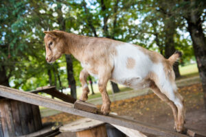 Mini cabras