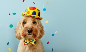 Funny dog celebrating at a birthday party