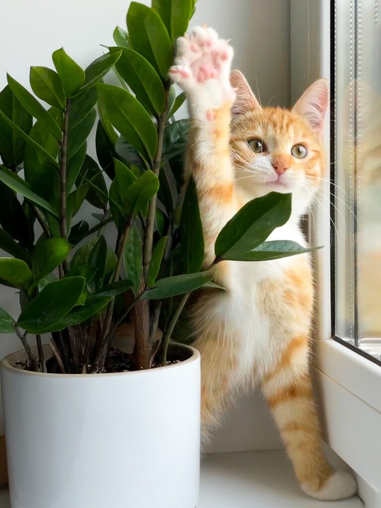 Funny ginger kitten shows hello with his paw