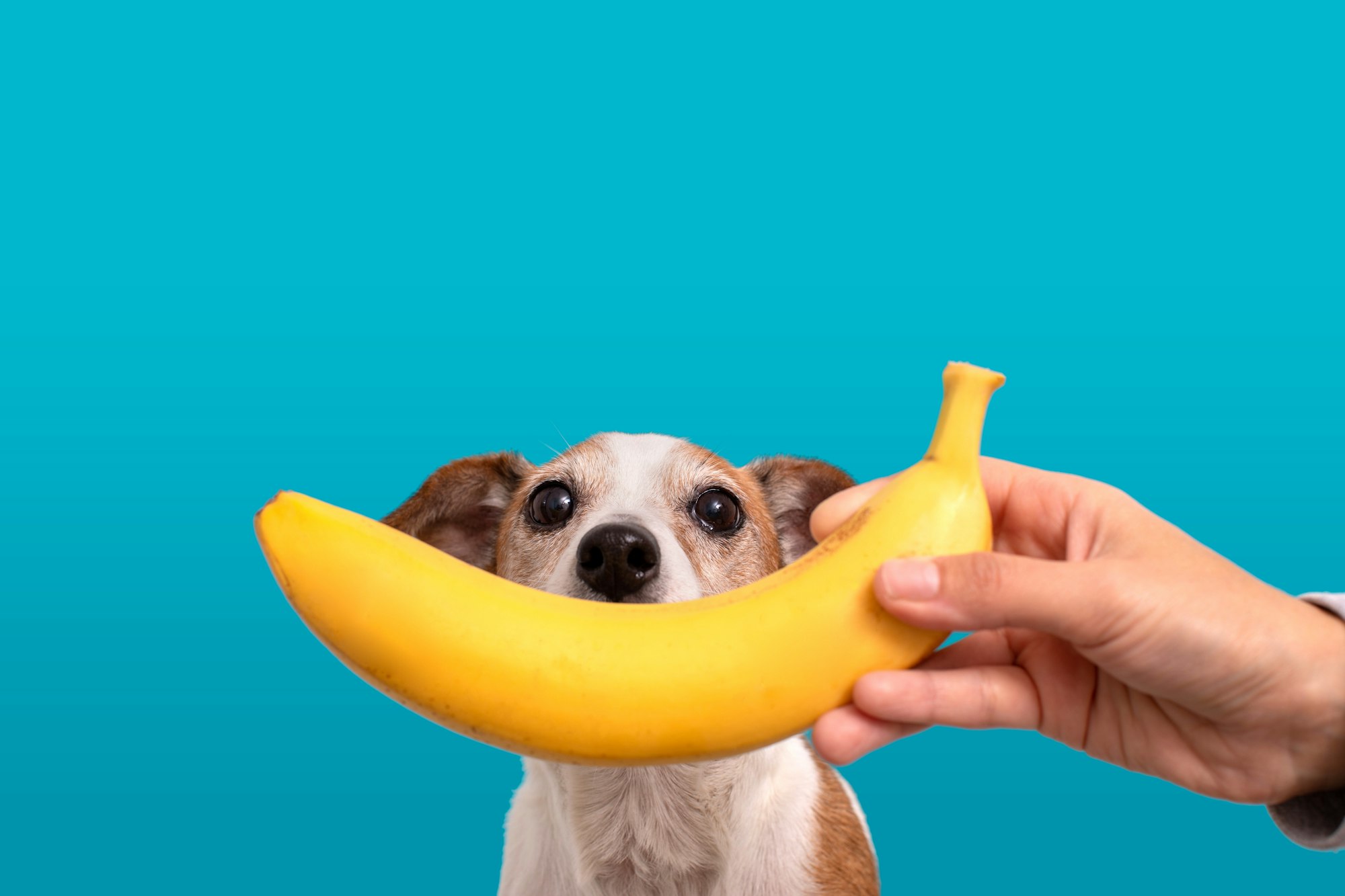 Funny puppy with banana near chaps