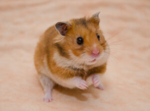 Hamster