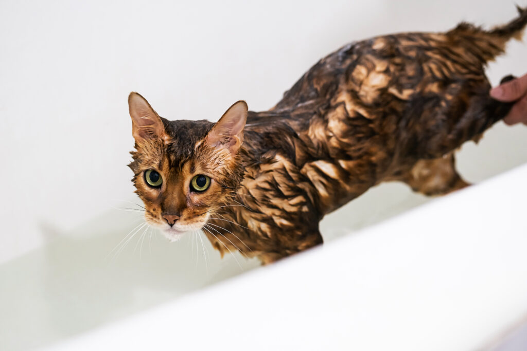 Funny wet cat washing at bath. Cute bengal cat taking shower.