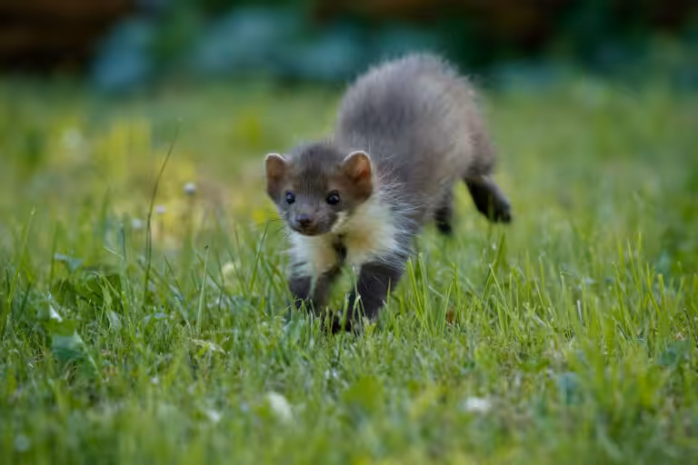Ferrets: carnívoros exigentes e o desafio da nutrição ideal