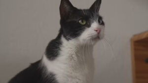 Gata premiada por “O Agente Secreto” foi treinada com petiscos para atuar no filme