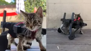 gatinho cadeira