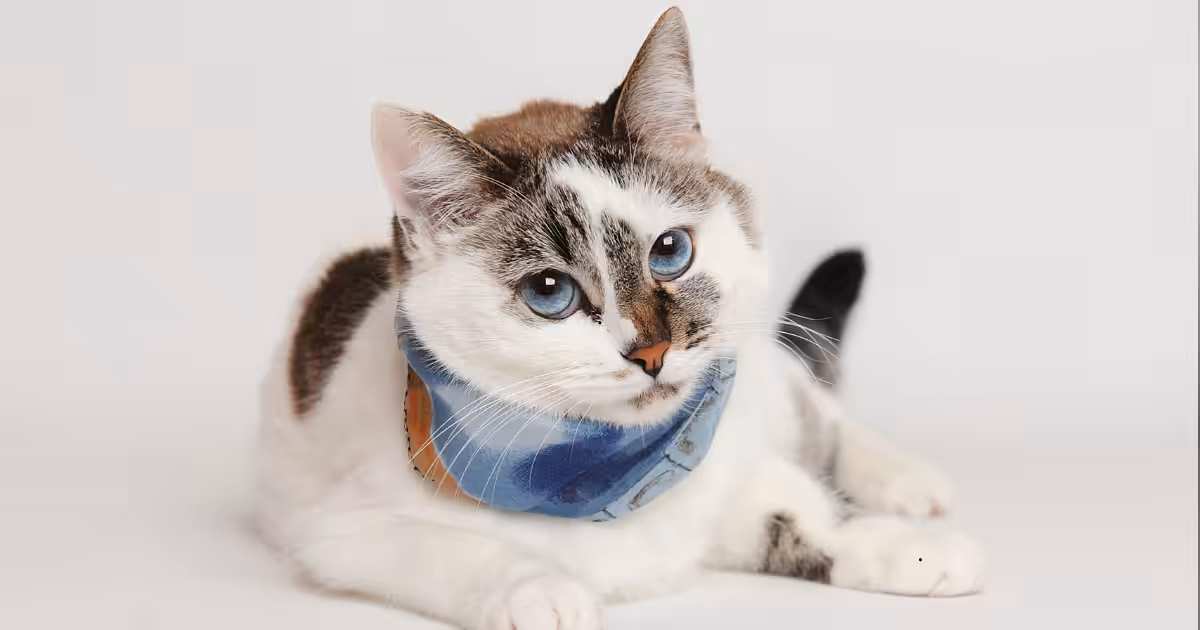 Doença endócrina em felinos exige atenção e acompanhamento especializado