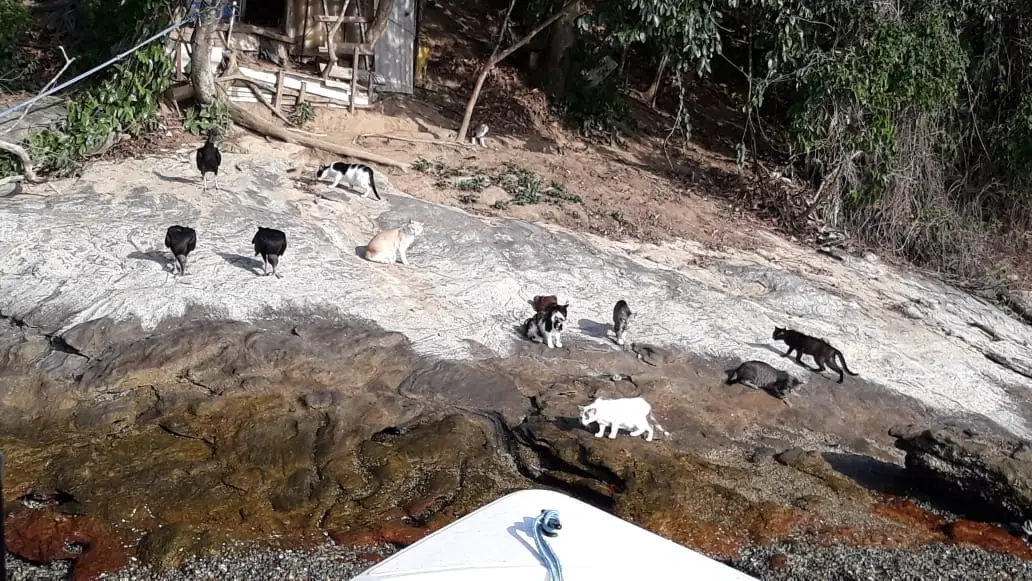 Ilha dos Gatos: abandono iniciado nos anos 1940 transformou paraíso no litoral do RJ em alerta ambiental