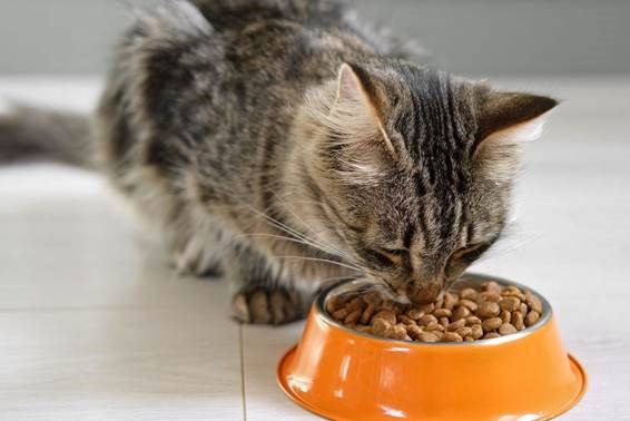 alimentação dos gatinhos