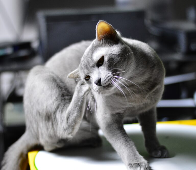 gato cinza coçando a orelha