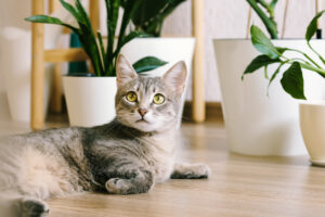 Gatos de ambiente interno