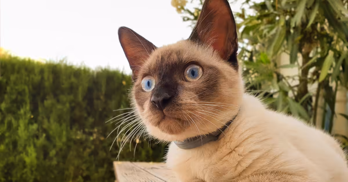 Colangite felina: enfermidade hepática inflamatória que acomete gatos de todas as idades