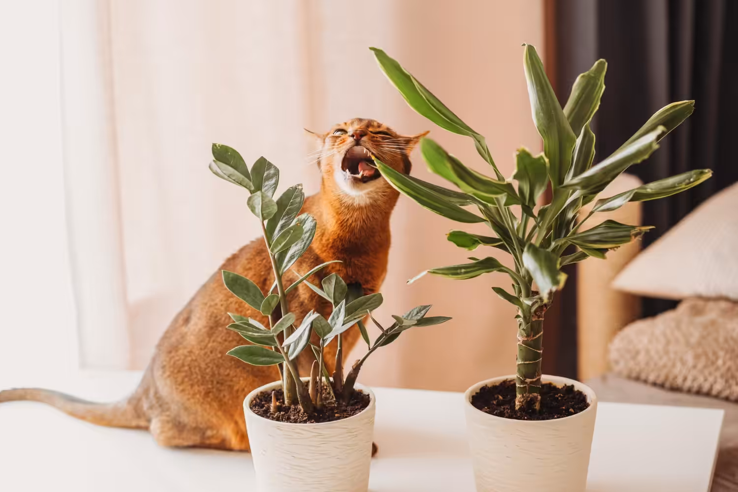 Veterinário comenta quais plantas são pet-friendly