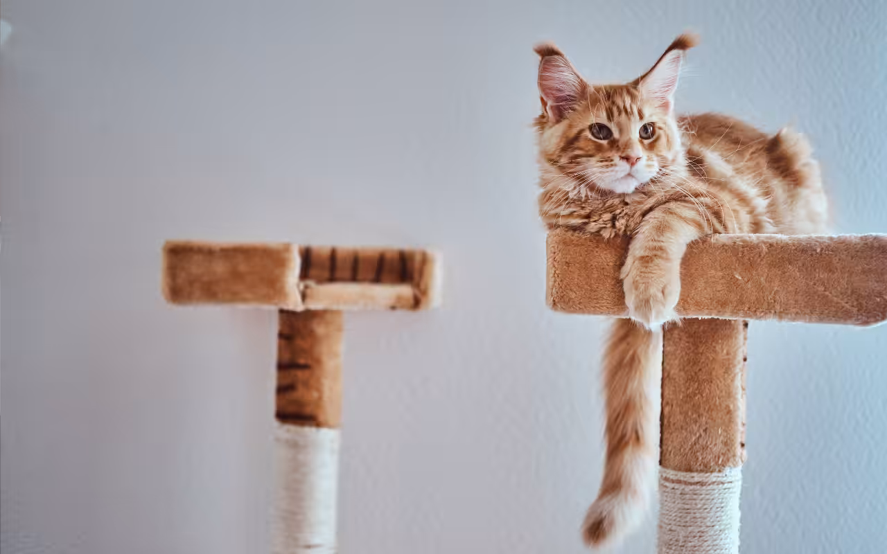 Enriquecimento ambiental: como estimular a mente e o corpo dos pets?