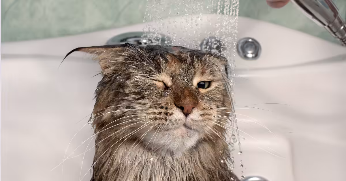 Quando dar banho em gatos? Especialista do CEUB fala sobre os cuidados com a higiene dos felinos