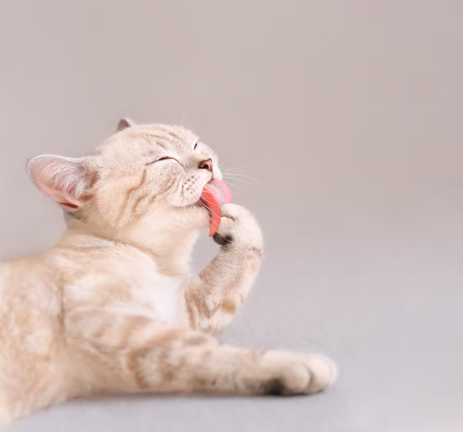 Suplementação de aminoácido essencial proporciona vida mais saudável aos gatos