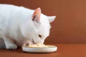 gato branco comendo frango