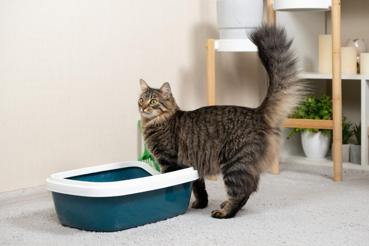 Fezes dos felinos podem dizer muito sobre o comportamento desses animais