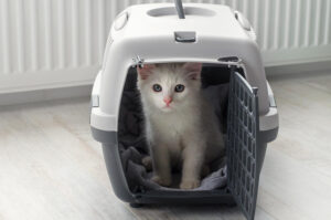 gato caixa de transporte