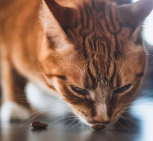 gato carne