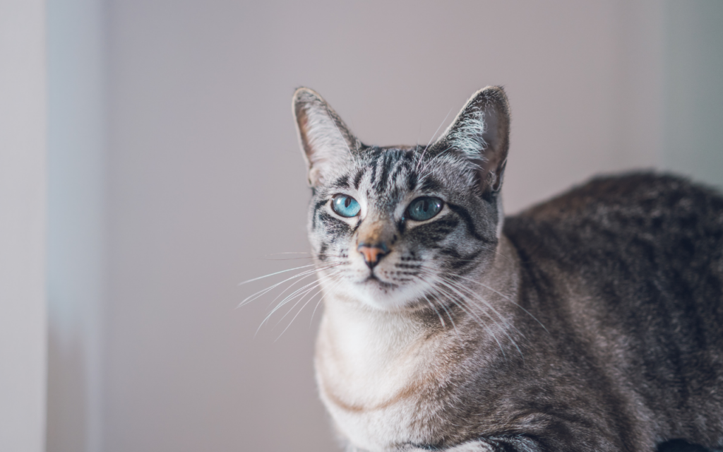 Minoxidil pode ser fatal para cães e gatos. Especialista alerta para os perigos