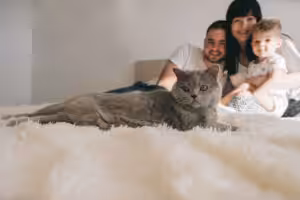 gato cinza com uma família na cama