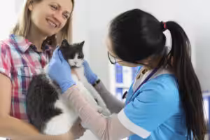 gato cinza e branco no veterinário