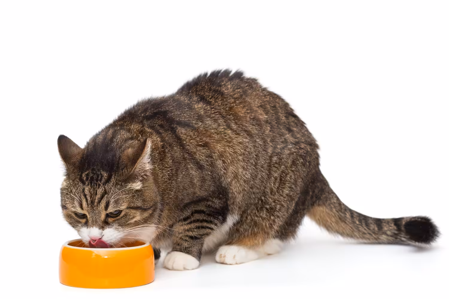 Alimentos úmidos: veterinária destaca os mitos dos sachês para pets