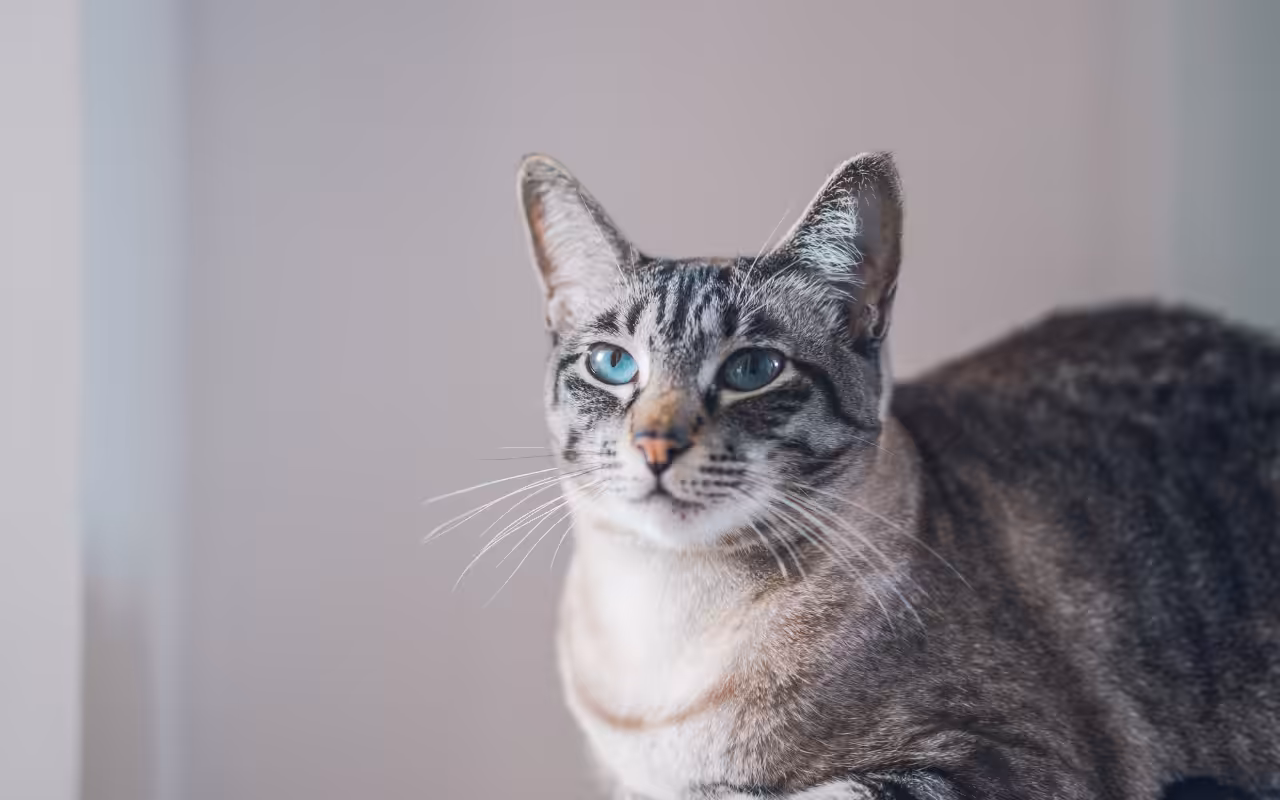 Minoxidil pode ser fatal para cães e gatos. Especialista alerta para os perigos