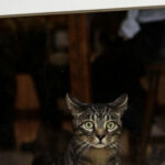 CBD pode ajudar a reduzir ansiedade em gatos expostos a ruídos intensos