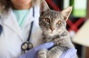 gato clinica