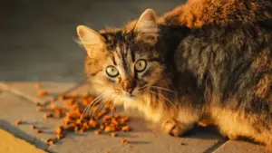 gato com ração