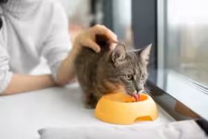 gato comendo em pote plástico