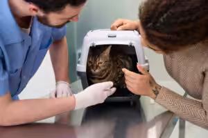 gato dentro da caixa de transporte no veterinário