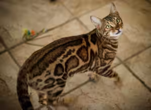 gato doméstico origem africana