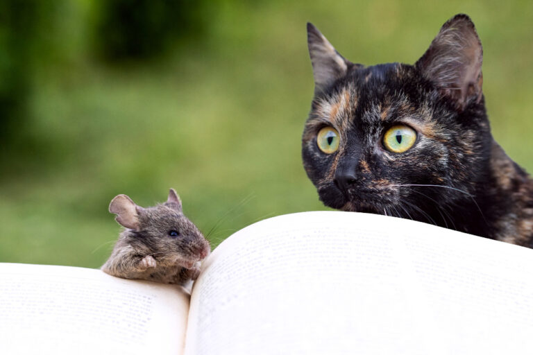 Hantavírus e pets: cães e gatos podem se contaminar?