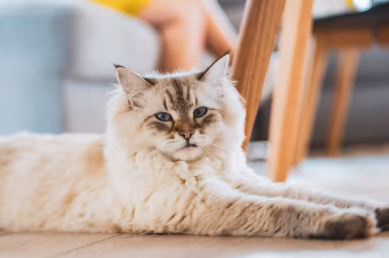 Veterinária orienta como adaptar a rotina para o bem-estar dos gatos idosos