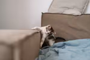 gato filhote brincando no sofá