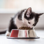 Técnicas de conservação mais simples ganham espaço na indústria de alimentos para pets