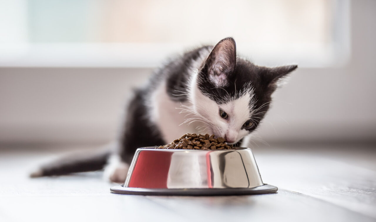 Técnicas de conservação mais simples ganham espaço na indústria de alimentos para pets