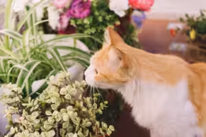 gato laranja cheirando flores
