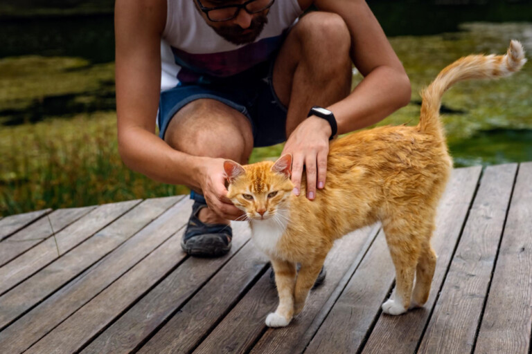 Você sabe por que os gatos se esfregam nas pessoas? Entenda agora!