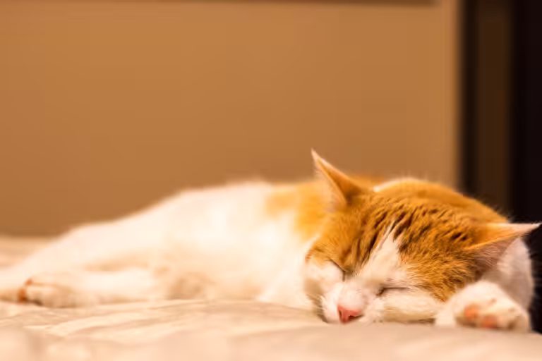Pets sonham enquanto dormem e revivem experiências do dia a dia