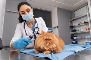 gato laranja em atendimento veterinário
