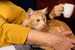 gato laranja no colo de uma mulher