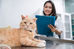 gato laranja no veterinário 