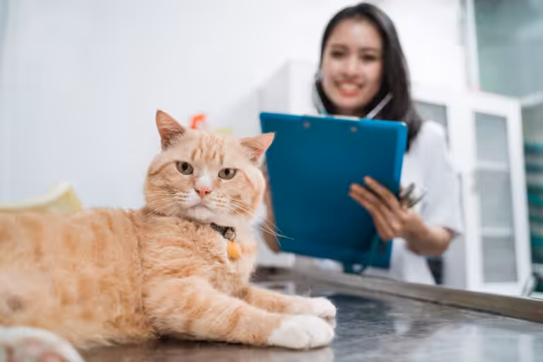 O segredo do sucesso no mercado pet